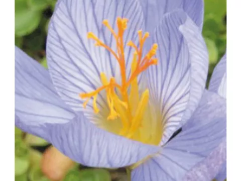Crocus speciosus ssp. 'Speciosus'