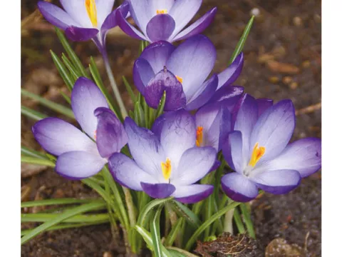 Crocus bot. 'Tom. Ruby Giant'