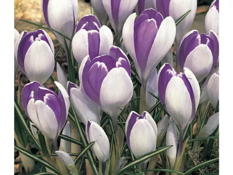Crocus vernus 'Vanguard'