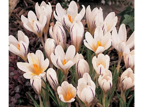 Crocus bot. 'Versicolor 'Pictuatus' Cloth of Silve