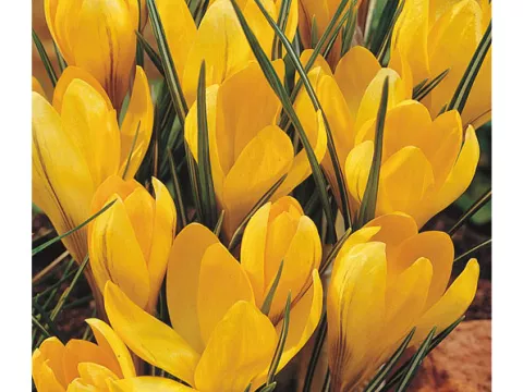 Crocus vernus 'Yellow'
