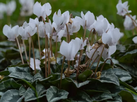 Cyclamen hed. 'Album'