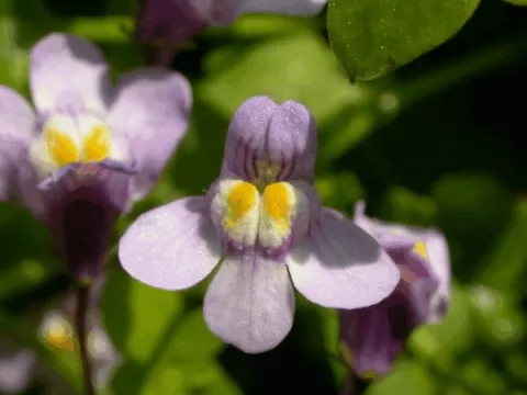 Cymbalaria muralis