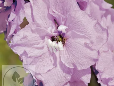 Delphinium (P) 'Astolat'