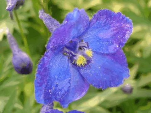 Delphinium (B) 'Atlantis'