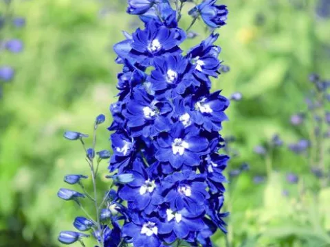 Delphinium (P) 'Blue Bird'