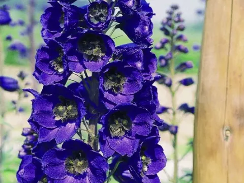 Delphinium (P) 'Black Knight'