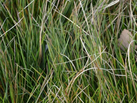 Deschampsia cesp. 'Bronzeschleier'
