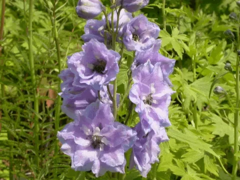Delphinium (P) 'Camelliard'