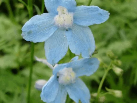 Delphinium (B) 'Cliveden Beauty'