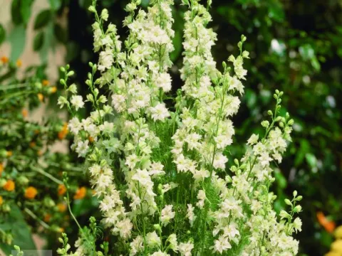 Delphinium (B) 'Casa Blanca'