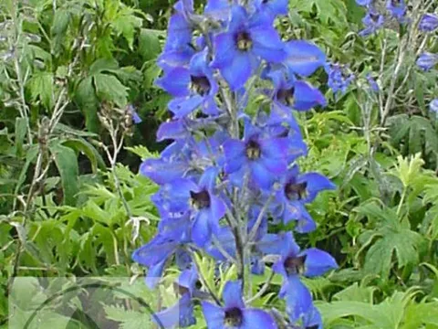 Delphinium hybr. 'Finsteraarhorn'