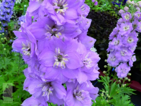 Delphinium (P) 'Guinevere'