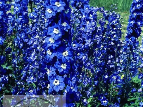 Delphinium (P) 'King Arthur'