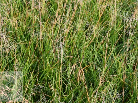 Deschampsia cesp. 'Palava'