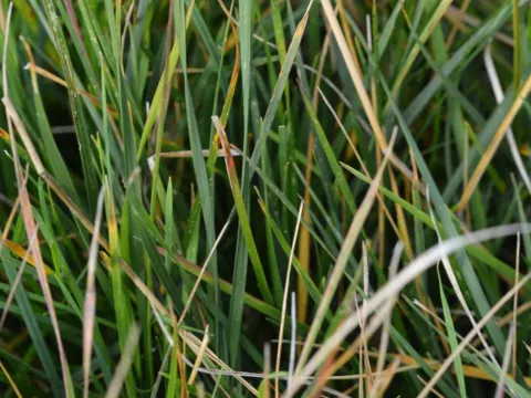 Deschampsia cesp. 'Tardiflora'