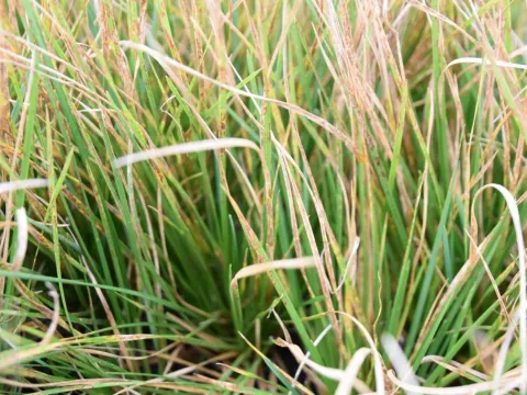 Deschampsia cesp. 'Waldschrat'
