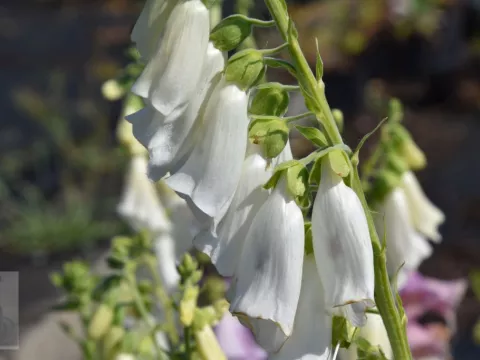 Digitalis purpurea 'Alba'