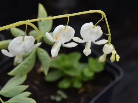 Dicentra spectabilis 'Alba'