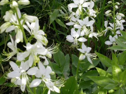 Dictamnus albus 'Albiflorus'