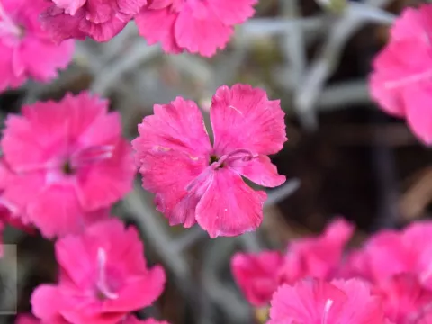 Dianthus grat. 'Badenia'