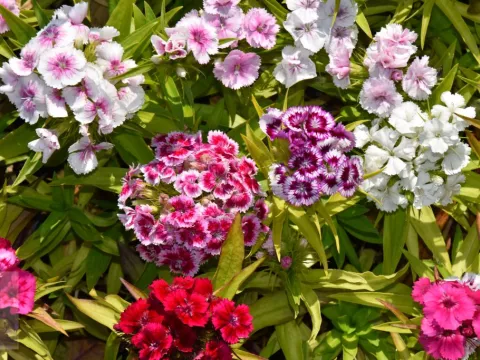 Dianthus barbatus