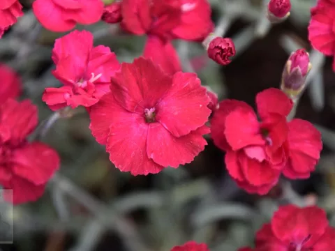 Dianthus grat. 'Bombardier'