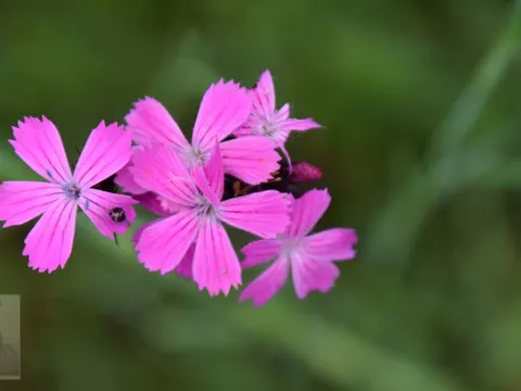 Dianthus carthusianorum