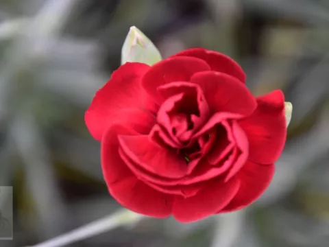 Dianthus (P) 'Desmond'