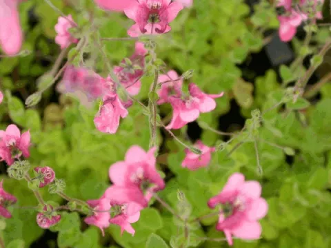 Diascia fetcaniensis (elegans)