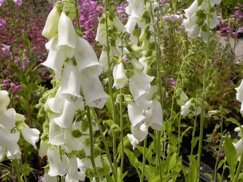 Digitalis purpurea 'Gloxiniaeflora'