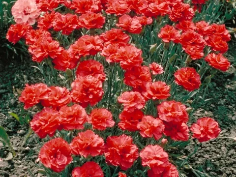 Dianthus (P) 'Heidi'
