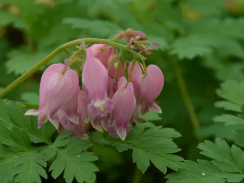 Dicentra form. 'Luxuriant'