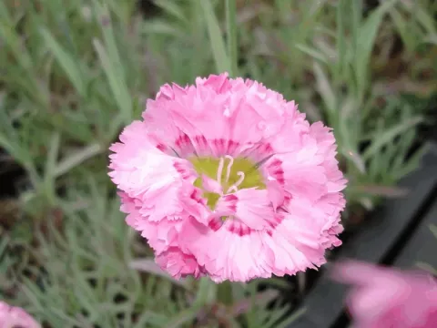Dianthus (P) 'Maggie'