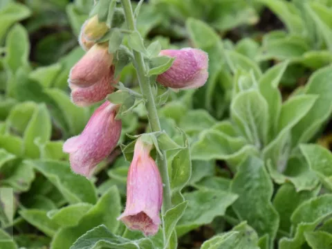 Digitalis mertonensis