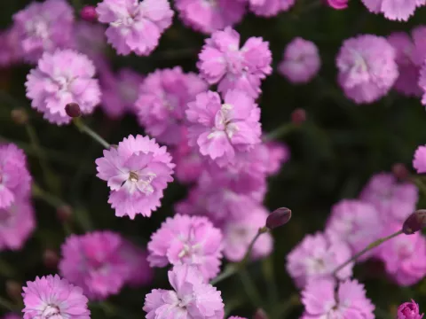 Dianthus grat. 'Pink Jewel'