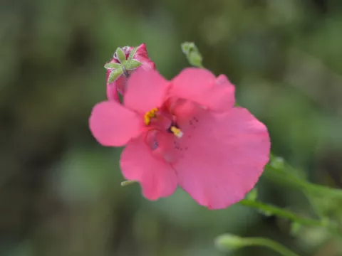 Diascia 'Ruby Field'