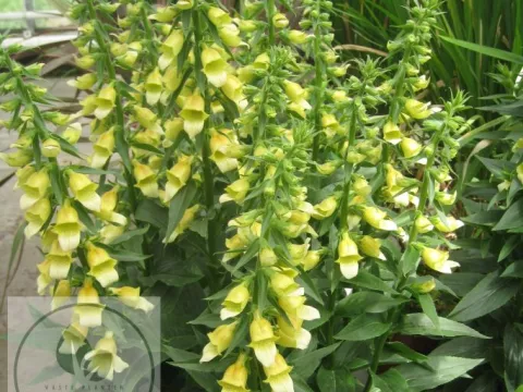 Digitalis hybr. 'Spice Island'