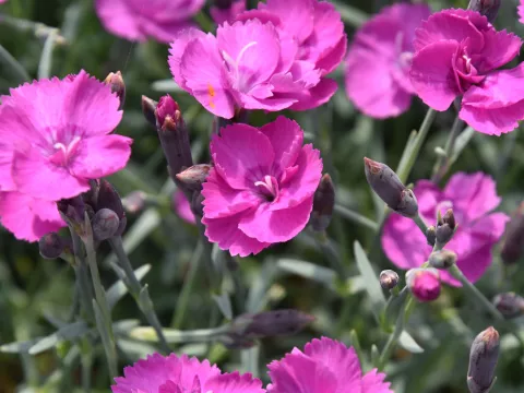 Dianthus (P) 'Warden Hybrid'