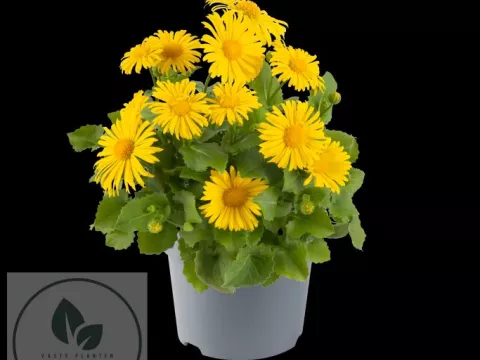 Doronicum or. 'Leonardo'