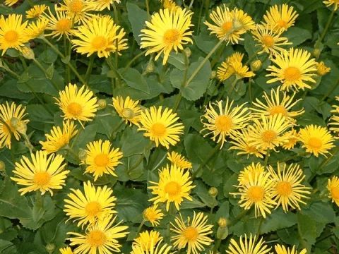 Doronicum or. 'Little Leo'