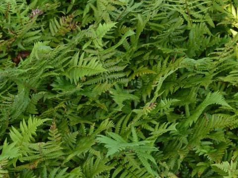 Dryopteris affinis (goudschubvaren)