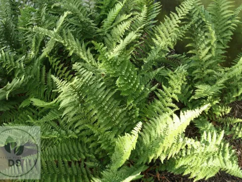 Dryopteris f.-m. 'Barnesii'