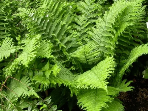 Dryopteris f.-m. 'Crispa Cristata'