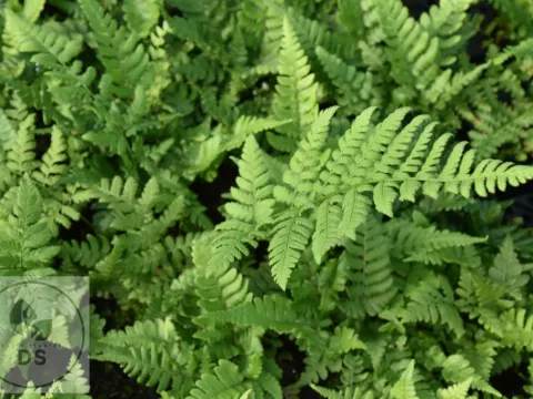Dryopteris championi