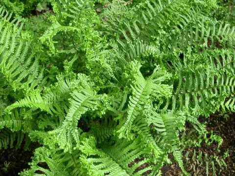 Dryopteris affinis 'Cristata' (The King)