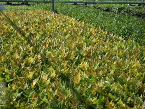 Dryopteris erythrosora (rode sluiervaren)