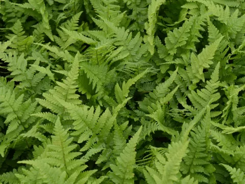 Dryopteris filix-mas (mannetjesvaren)