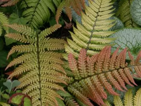 Dryopteris lepidopoda