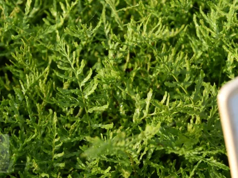 Dryopteris f.-m. 'Linearis Polydactyla'